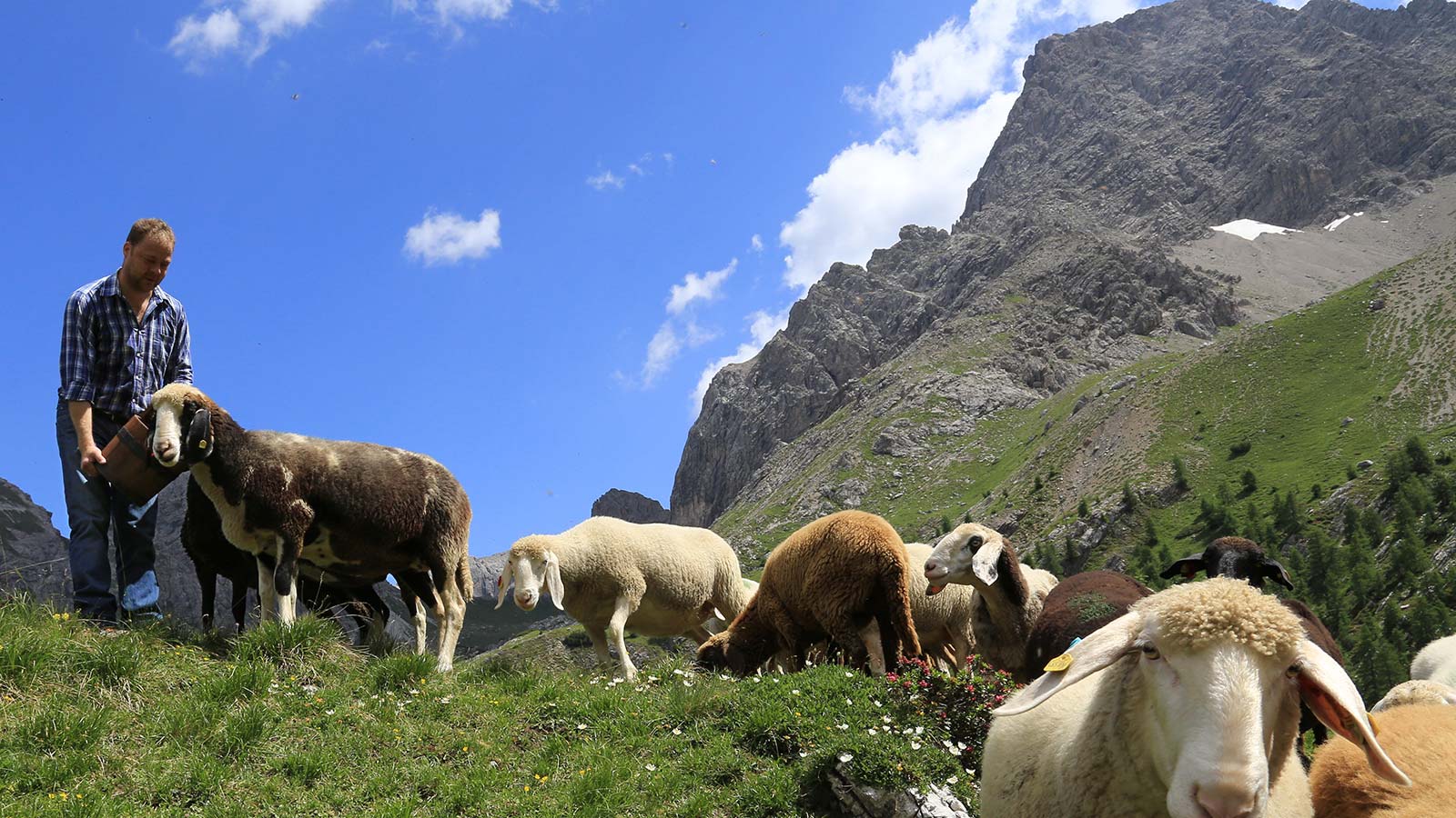 Unterwöger Sepp jun. beim Füttern der Schafe auf der Weide
